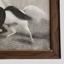 画像をギャラリービューアに読み込む, ANTIQUE &quot;SPIRITED HORSE&quot; LITHOGRAPH (1908&#39;s / WOOD FRAMED)
